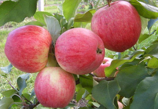  Pommes anisées