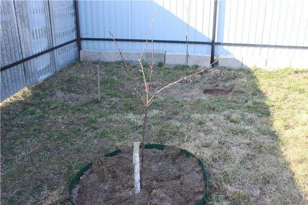  Planter des plants de Melba