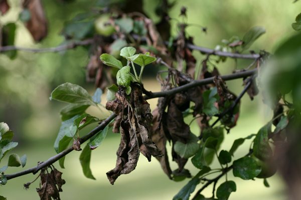  Bactériose sur les feuilles de pomme