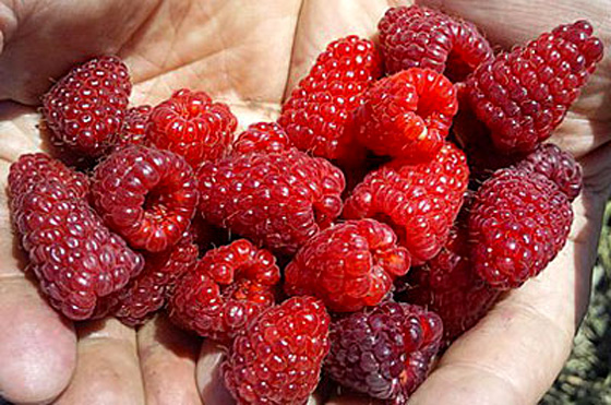  Collection de framboises mûres