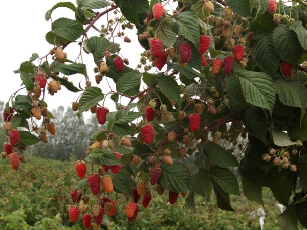  Framboise standard: caractéristiques et description des variétés, plantation et entretien