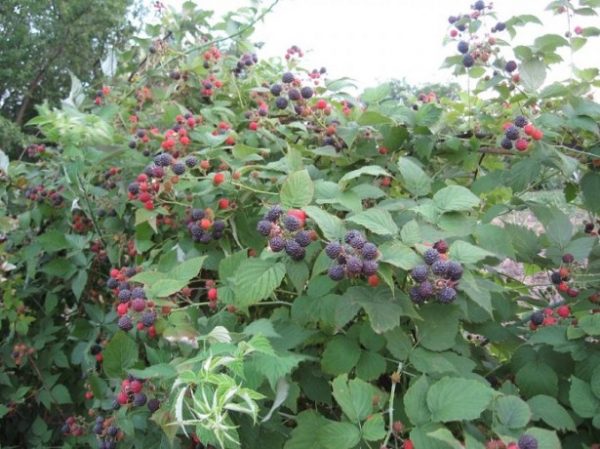  Arbustes à la framboise de Cumberland