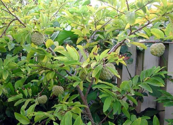  Sucre Pommier aux fruits