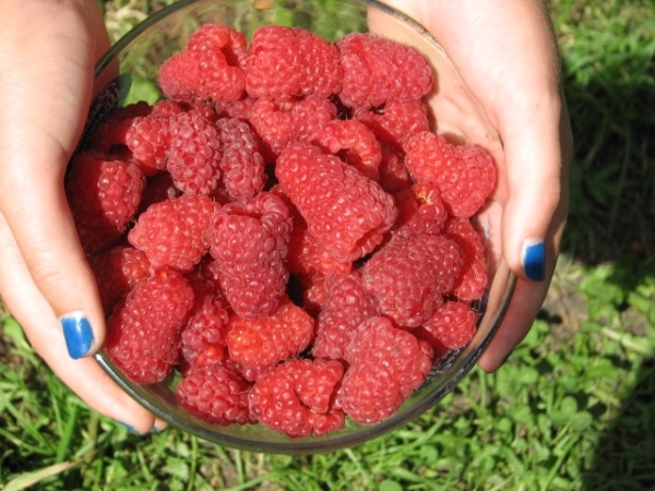  Le manque de framboise Maroseyka - au fil des ans, les baies se contractent