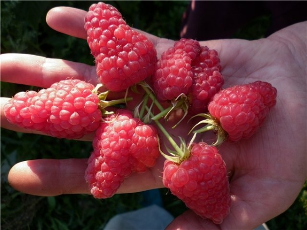  Variétés de framboise Maroseyka: caractéristiques et description