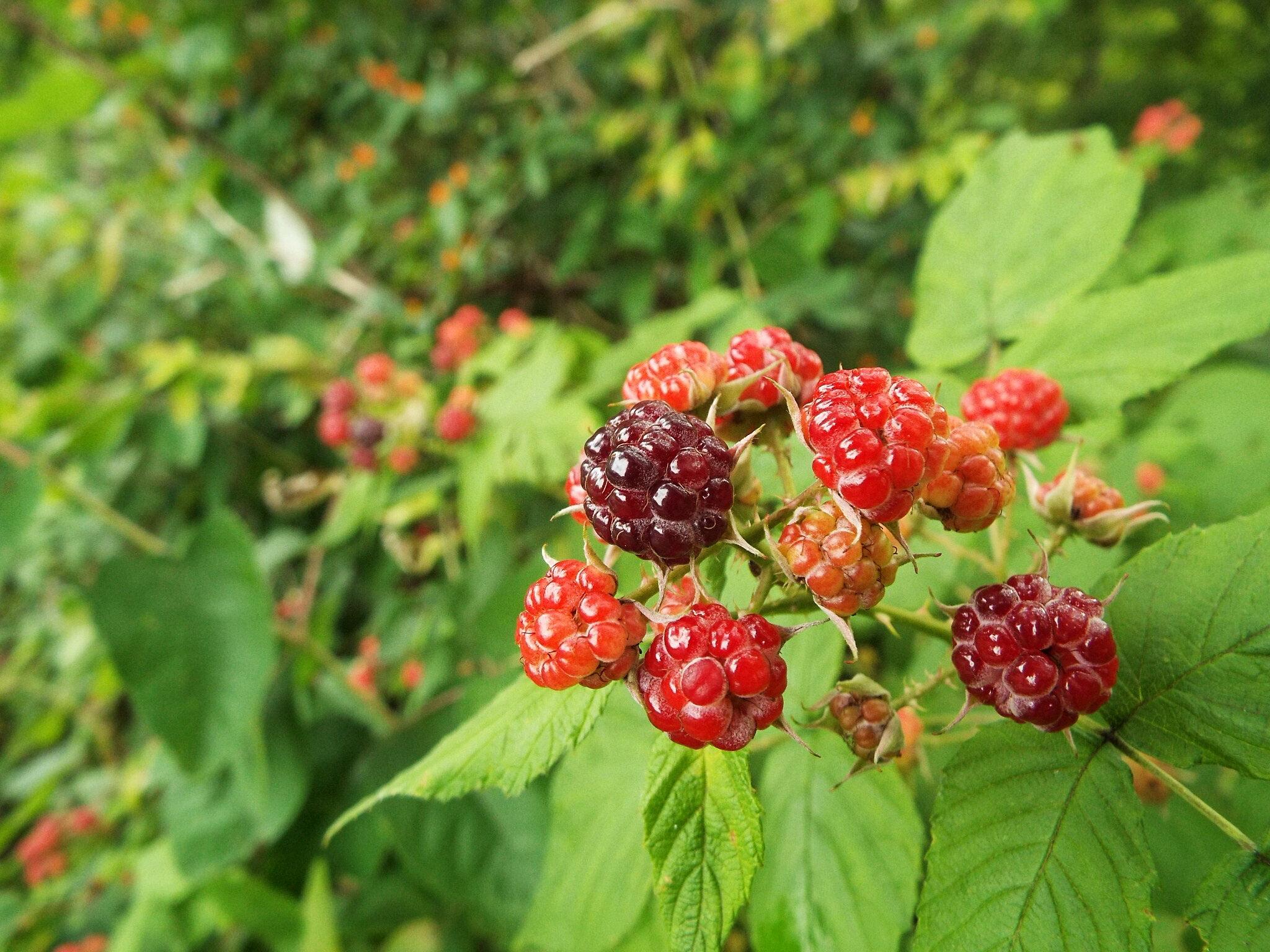  Les meilleures variétés de framboises pour l'Oural et la Sibérie