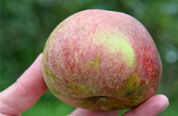  Pendant la récolte, les fruits du pommier ne doivent pas être secoués par les branches.