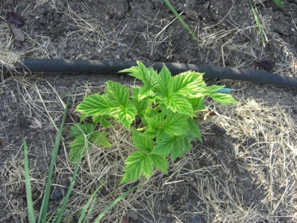  Transplantation de framboise: quelle période de l'année, règles et astuces