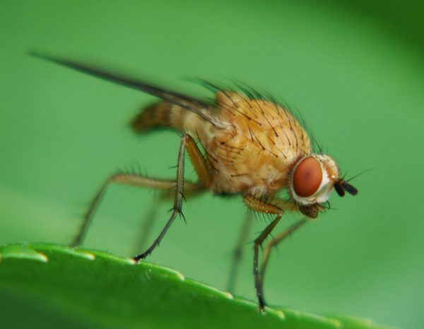  Tige de mouche framboise