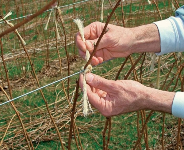  Attachez les branches de framboise ne doivent pas casser sous le poids de la neige