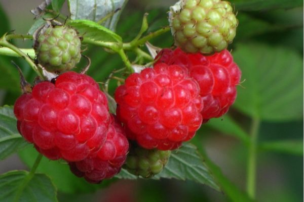  Tourmaline Variété Framboise