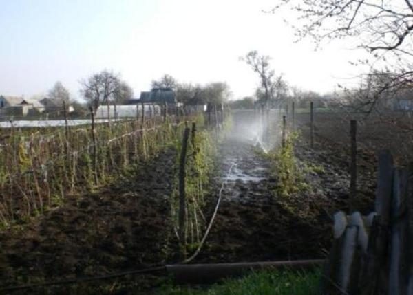  Planter des framboises