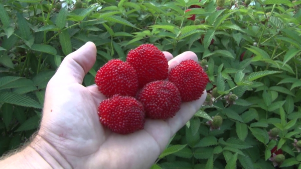  Les baies de framboise tibétaines ressemblent à des fraises