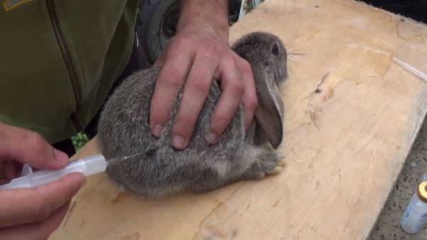  Les lapins doivent être vaccinés tous les six mois