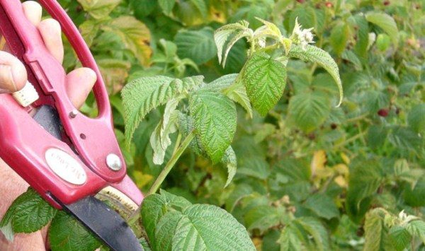  Couper le haut de la pousse de framboise