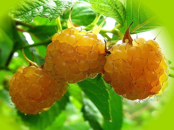  Les baies de framboise sont riches en vitamines, en carotène et en minéraux.