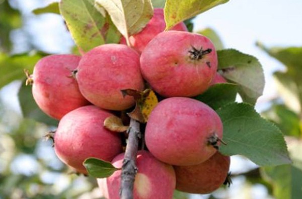  Pommes au safran Pepin