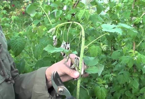  Lutte contre la brûlure des framboises