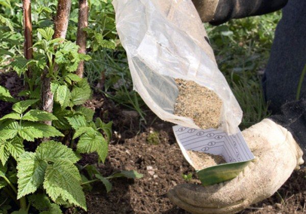  Nourrir les framboises au printemps