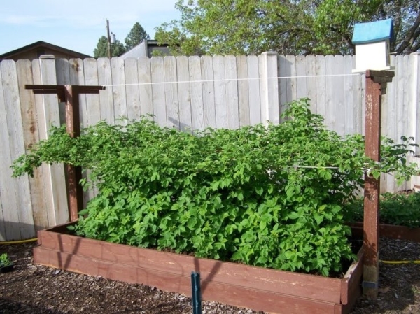  Choisissez un endroit ensoleillé pour planter des framboises.