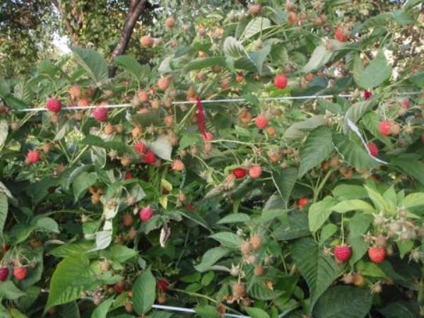  Été indien avec des baies de framboises