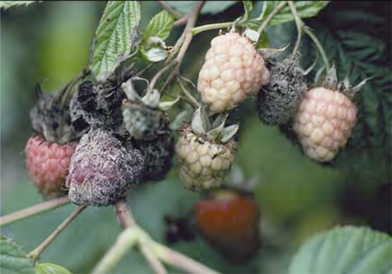  Pourriture grise sur les baies de framboise