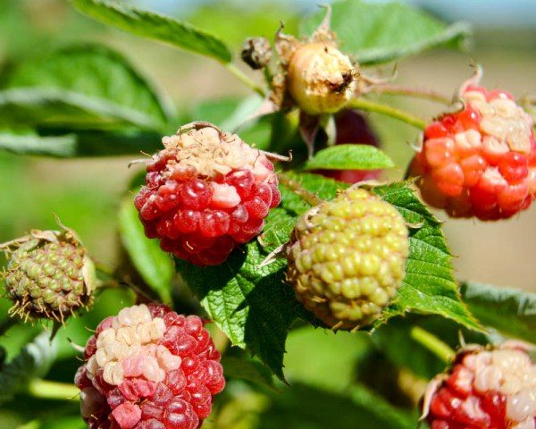  Maladies des baies de framboise