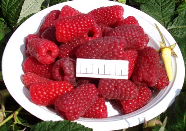  La taille de la framboise mûrie