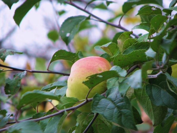  Il est nécessaire d'arroser un arbre 4 fois par mois, par type: un seau pour un arbre deux fois par jour.