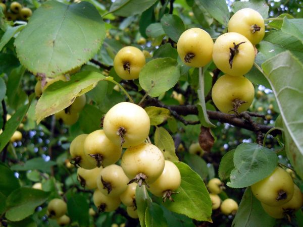  Fruits jaunes de pomme chinoise