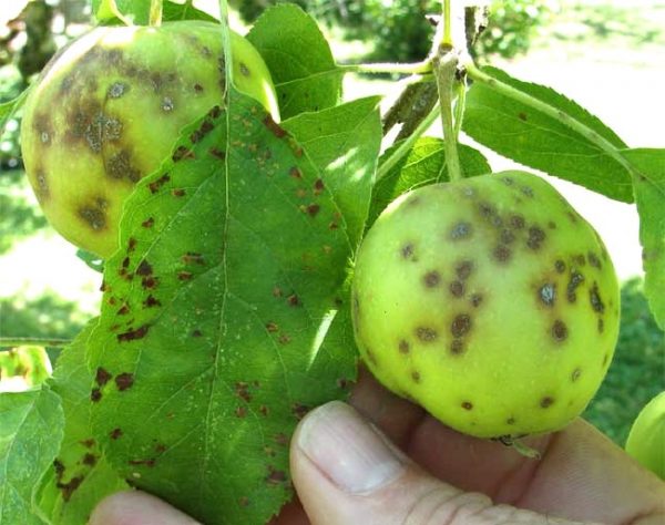  Gale sur les feuilles et les pommes encore vertes