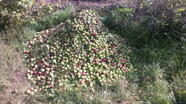  Tas de pommes tombées