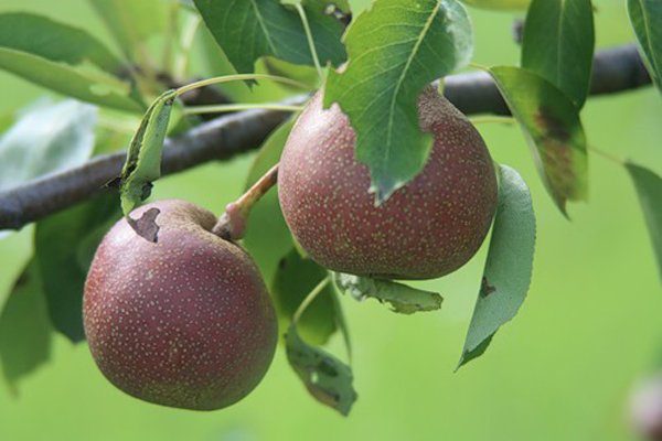  Désert de poire