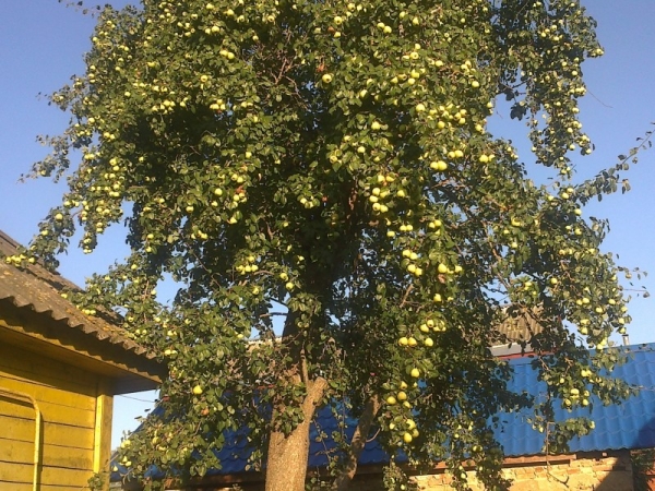  Fruits poires en moyenne de 10 à 50 ans, il existe des variétés produisant des fruits jusqu'à 100 ans