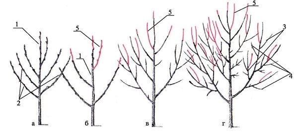  Régime de taille de poire