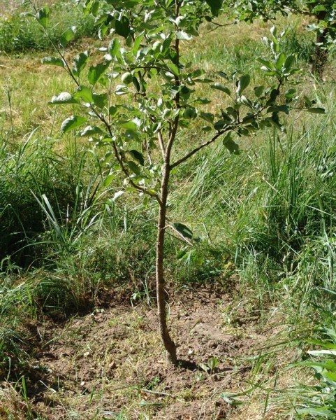  Le cercle de poires de Pristvolny doit rester exempt de mauvaises herbes