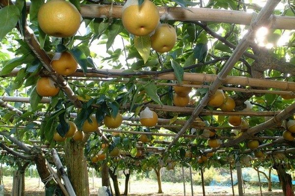  La poire chinoise contient de nombreux minéraux, vitamines, eau et fibres