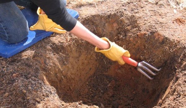  Préparer la fosse pour la plantation de prunes