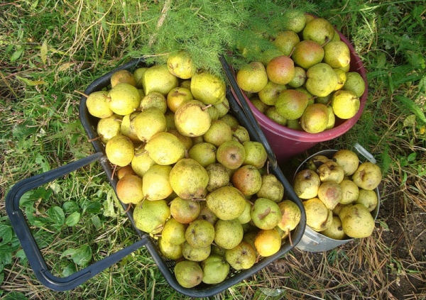  Les avantages de la variété Severianka comprennent sa résistance au gel et la maturation précoce des fruits.