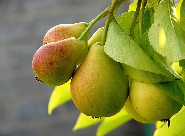  Caractéristiques descriptives de la variété poire du Nord, conditions de plantation et d'entretien