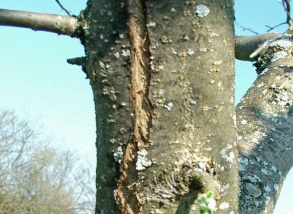  Congélateurs sur un tronc d'arbre