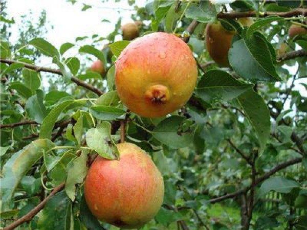  Variété de poire d'été