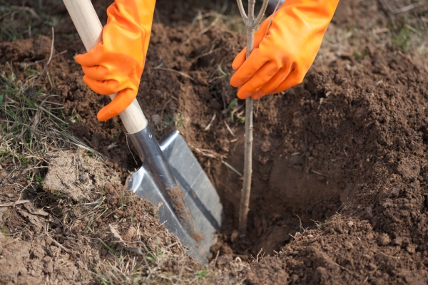  La prune appartient aux plantes qui aiment la chaleur, il est préférable de la planter au sud des autres plantes.