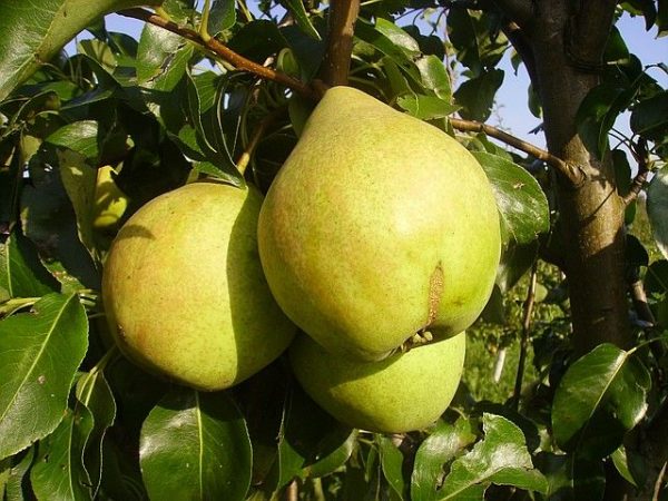  Fruits de poires mûrs et juteux Simply Maria, mûris en septembre