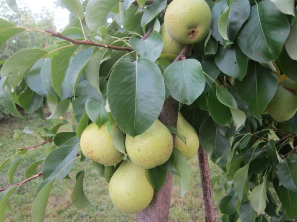  L'arbre aux fruits de poire Knight