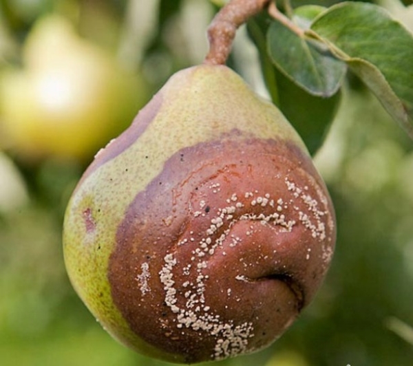  Pourquoi les poires pourrissent sur un arbre: trouvez la cause et éliminez-la