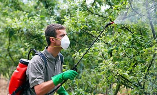  Traitement des pommiers avec des agents chimiques et biologiques