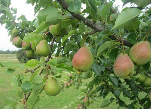  Poires juteuses et mûres sur un buisson