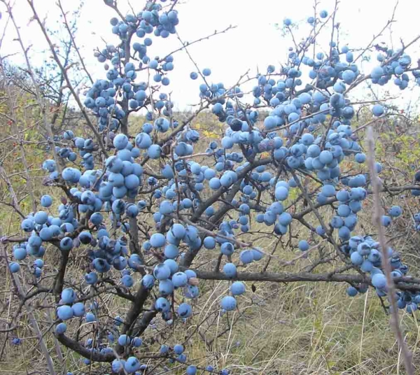  Les épines sont récoltées à la fin du mois d'octobre et servent à faire des infusions et des décoctions.