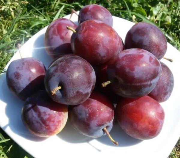  Les avantages de la prune sont la résistance aux maladies, le manque de prétention aux conditions climatiques